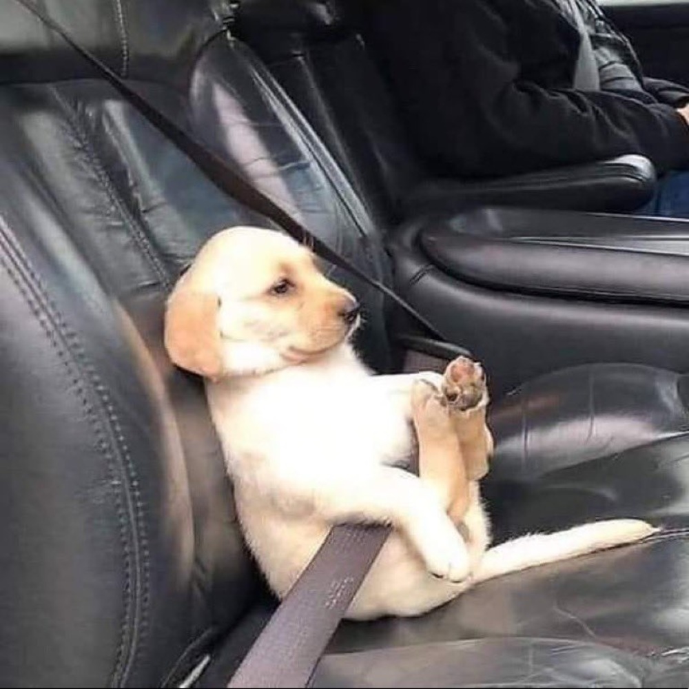 Meet your Posher, Lydia